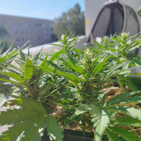 Cookie growlog timeline photo