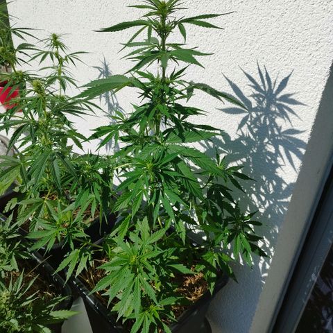 Dreamy growlog timeline photo