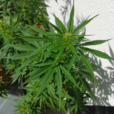Dreamy growlog timeline photo