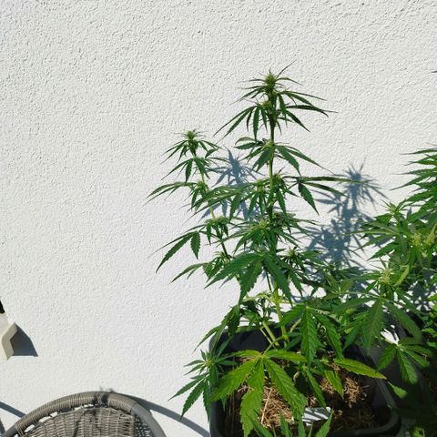 Kriddisch growlog timeline photo