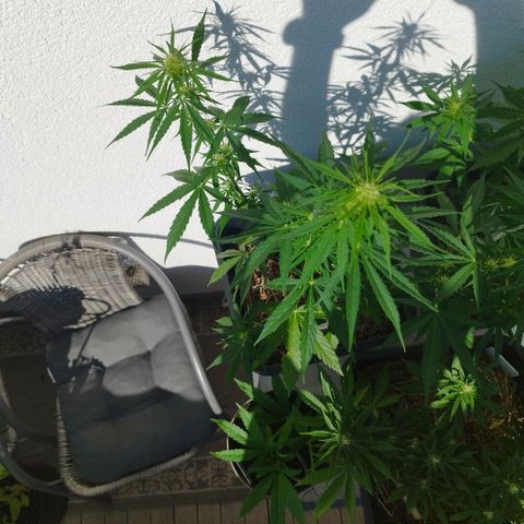 Kriddisch growlog timeline photo