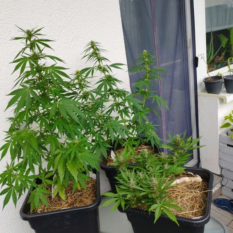 Cookie growlog timeline photo