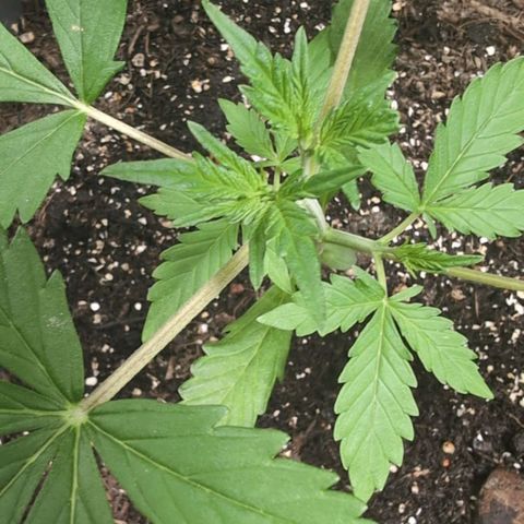 Cookie growlog timeline photo