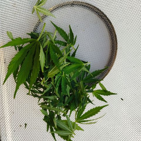 Cookie growlog timeline photo