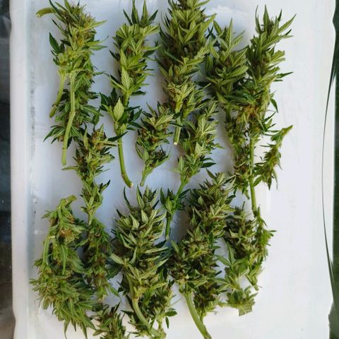 Cookie growlog timeline photo