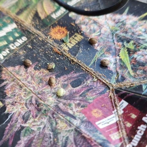 Cookie growlog timeline photo