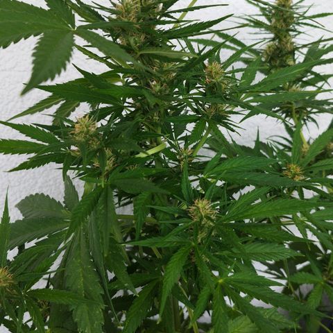 Cookie growlog timeline photo