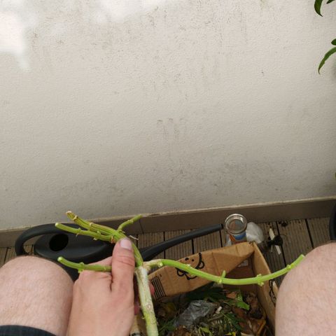 Cookie growlog timeline photo