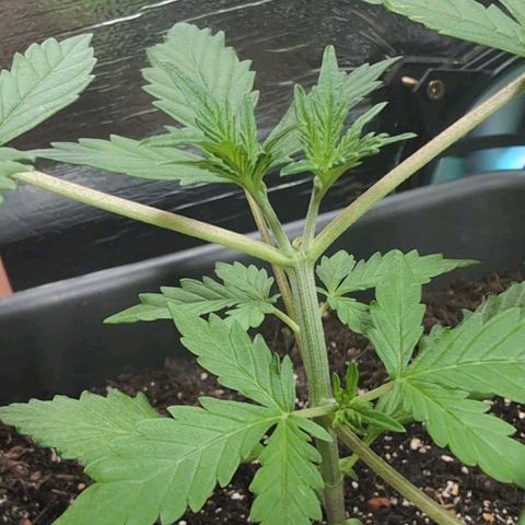 Cookie growlog timeline photo