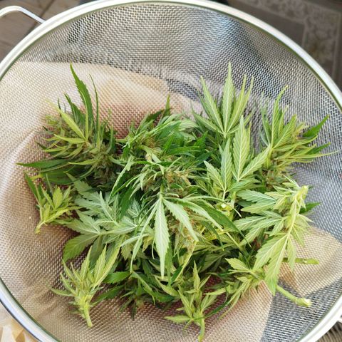 Cookie growlog timeline photo