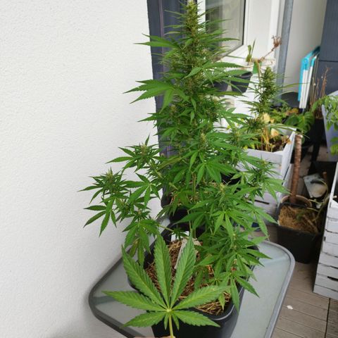 Dreamy growlog timeline photo