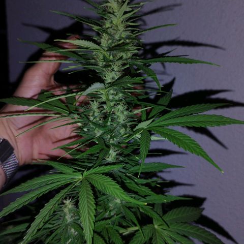Dreamy growlog timeline photo
