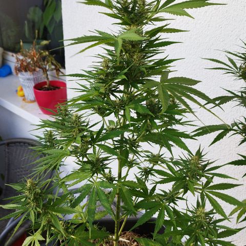 Dreamy growlog timeline photo