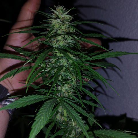 Kriddisch growlog timeline photo