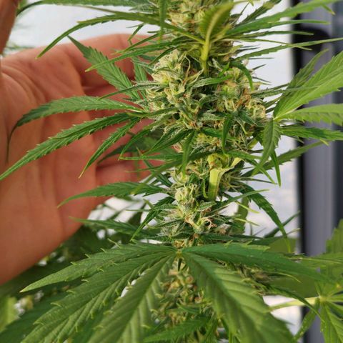 Kriddisch growlog timeline photo