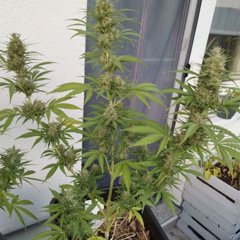 Kriddisch growlog timeline photo