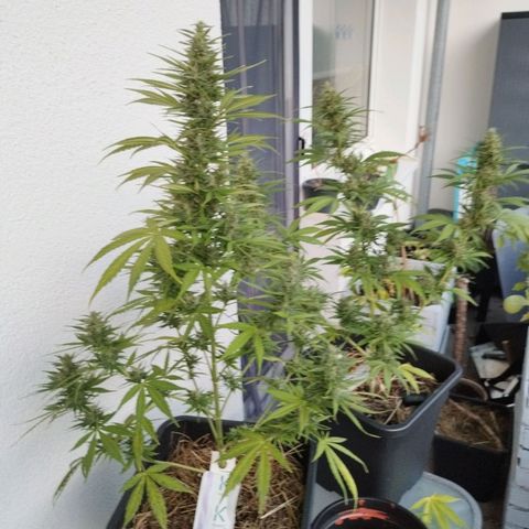 Cookie growlog timeline photo