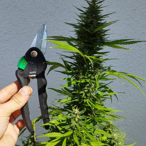 Dreamy growlog timeline photo