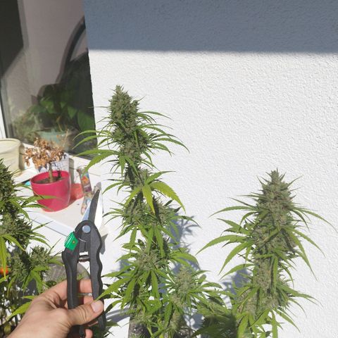 Kriddisch growlog timeline photo
