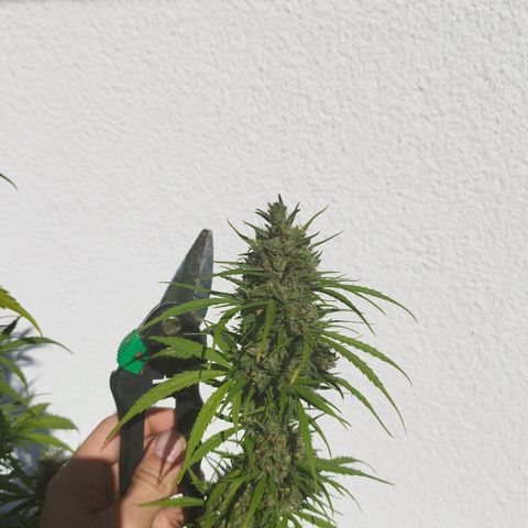 Kriddisch growlog timeline photo