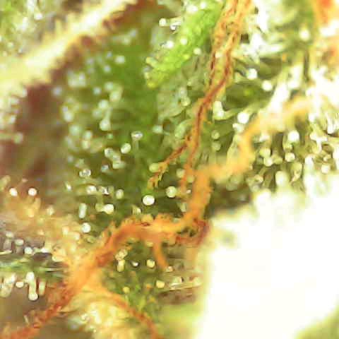 Kriddisch growlog timeline photo