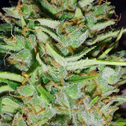Kriddisch growlog photo: Erntetag