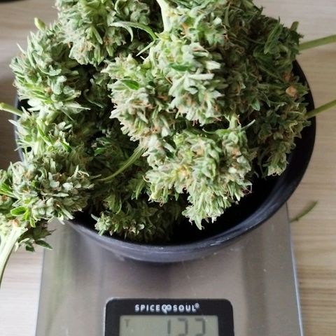 Kriddisch growlog photo: Erntetag
