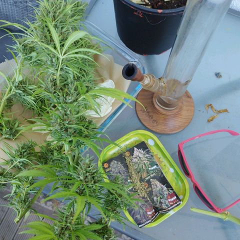 Kriddisch growlog photo: Erntetag