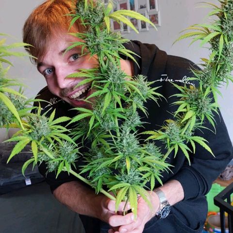 Kriddisch growlog photo: Erntetag