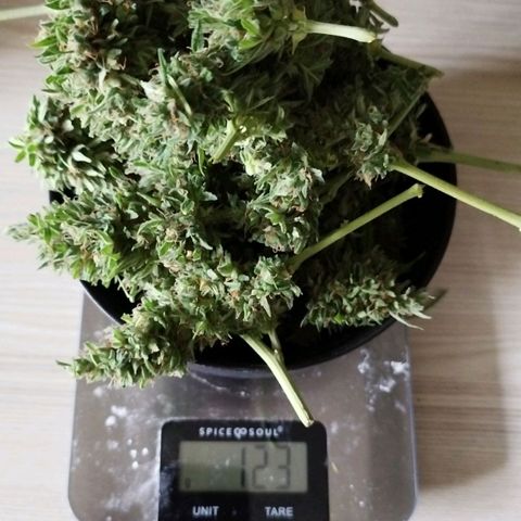 Kriddisch growlog photo: Erntetag
