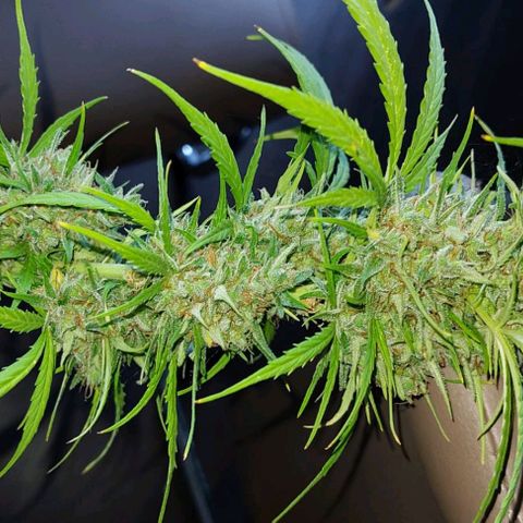 Kriddisch growlog photo: Erntetag