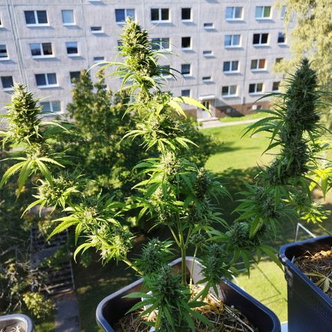 Kriddisch growlog photo: Erntetag