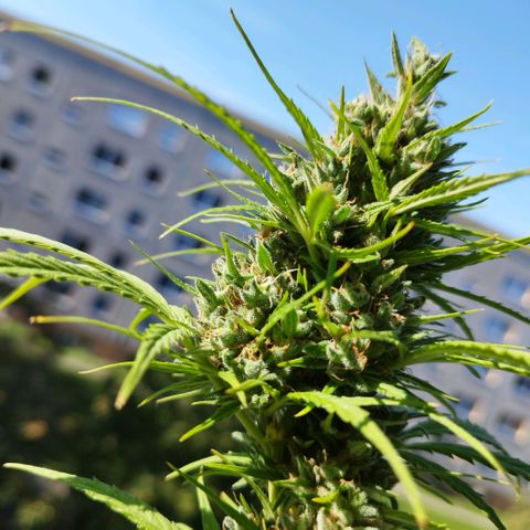 Kriddisch growlog photo: Erntetag