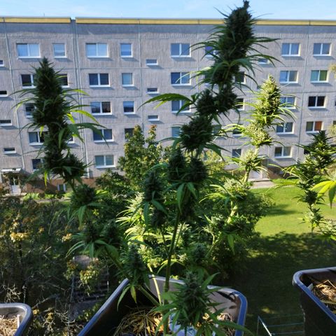 Kriddisch growlog photo: Erntetag