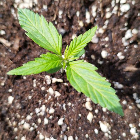 Mix#3 growlog timeline photo