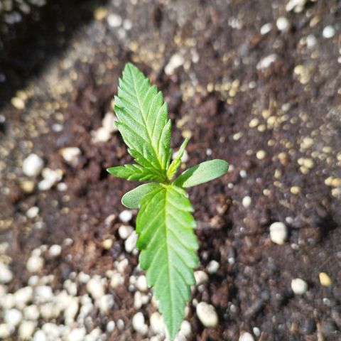 Mix#3 growlog timeline photo