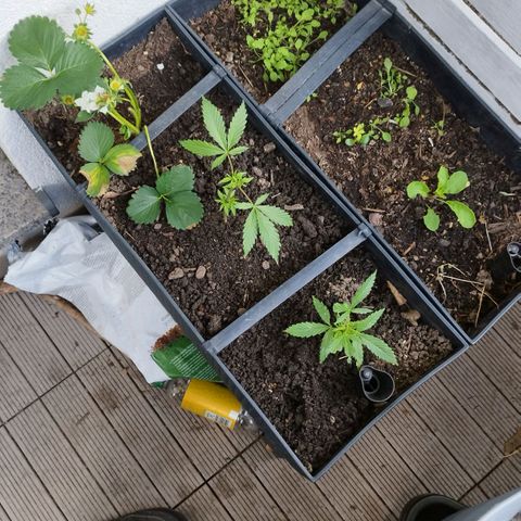 Mix#3 growlog timeline photo