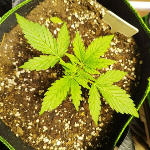 Mix#3 growlog timeline photo