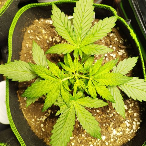 Mix#3 growlog timeline photo