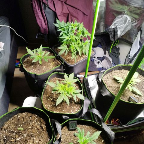 Mix#3 growlog timeline photo