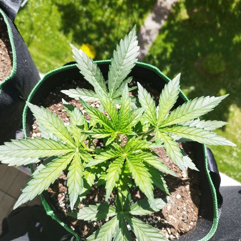 Mix#3 growlog timeline photo