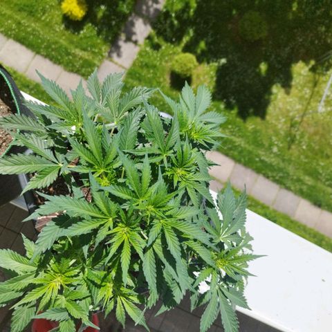 Mix#3 growlog timeline photo