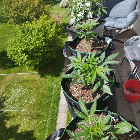 Mix#3 growlog timeline photo