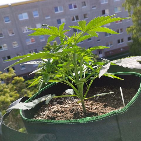 Mix#3 growlog timeline photo