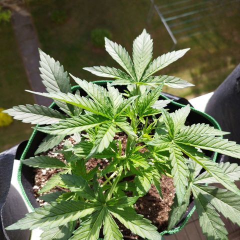 Mix#3 growlog timeline photo