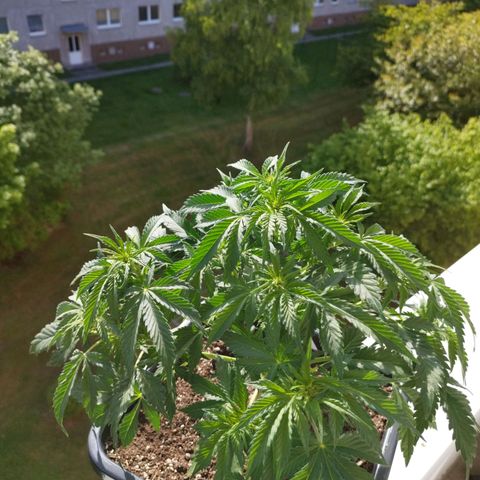 Mix#3 growlog timeline photo
