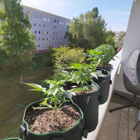Mix#3 growlog timeline photo