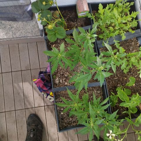 Mix#3 growlog timeline photo