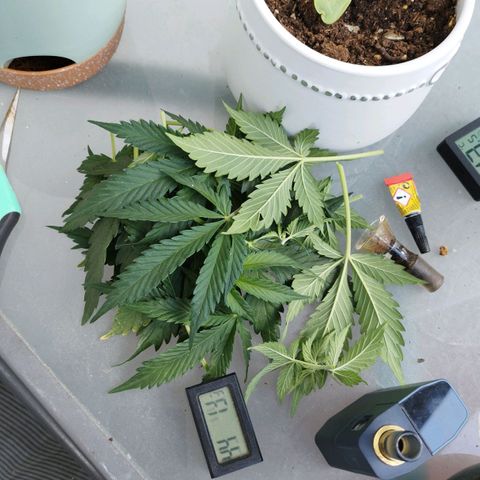 Mix#3 growlog timeline photo