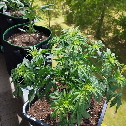 Mix#3 growlog timeline photo